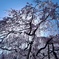 blooming 2024