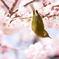 桜色に包まれたメジロさん