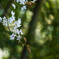 山桜