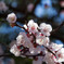 IMG_6326 梅 Japanese apricot blossom 長命寺