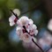 IMG_6330 梅 Japanese apricot blossom 長命寺