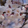 IMG_6333 梅 Japanese apricot blossom 長命寺