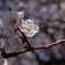 IMG_6336 梅 Japanese apricot blossom 長命寺