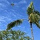 Palm tree and passenger aircraft