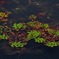 浮き草