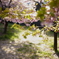 河津桜