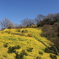 菜の花畑