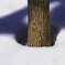 今年は遅い雪解け