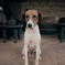 犬