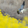 菜の花ハイチュウ②