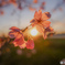 夕日×桜