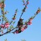 ヒヨドリと桃の花