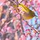 小岸彼桜 にメジロ