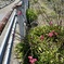 2024年03月27日 水田に咲いていた梅
