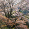 朝日に匂う山桜