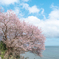 希望の桜