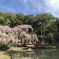 雨上がり 曹源寺しだれ桜