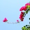 Pink Flowers