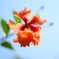 Orange Flower