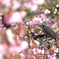 安行桜 04