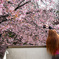 安行桜 03