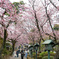 安行桜 01
