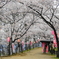 「弘法山、桜祭り」