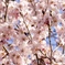 清洲公園の桜