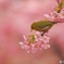 桜色に染められて