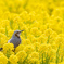 菜の花に埋まるヒヨドリ