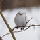 野鳥_Mar2024