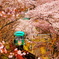 船岡城址桜トンネル