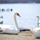 白鳥の湖