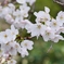 古都奈良に春が・・。2