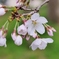 古都奈良に春が・・。3