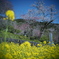 桜と菜の花