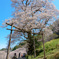 仁淀川町のひょうたん桜