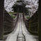 桜と吊橋