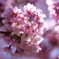 光輝く陽光桜