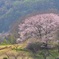 山里に咲く一本の大きな桜