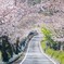 家山桜のトンネル