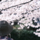 お花見