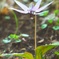 カタクリの花全開