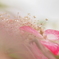 raindrops