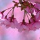 Cherry-blossom color②