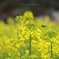 春の花園