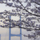 桜と橋