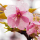 雨桜