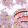 桜タワー