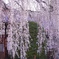 DSC09821 大枝垂桜